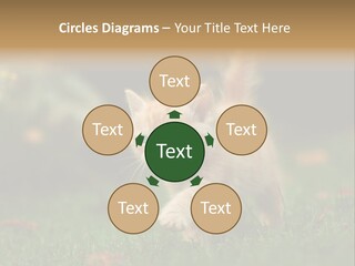 Switch Technology System PowerPoint Template