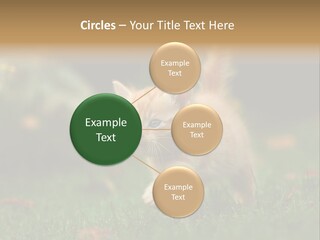 Switch Technology System PowerPoint Template