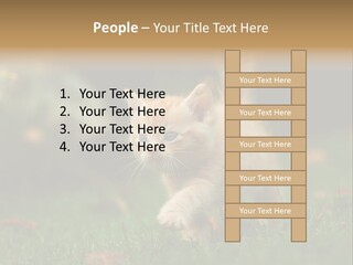 Switch Technology System PowerPoint Template