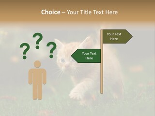 Switch Technology System PowerPoint Template
