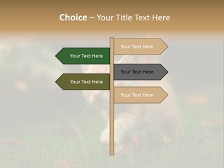 Switch Technology System PowerPoint Template