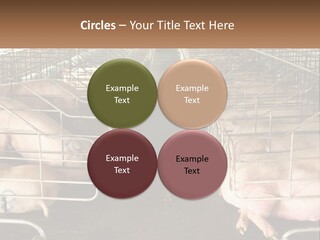 Industry Switch Cooling PowerPoint Template