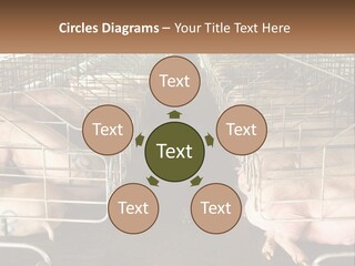 Industry Switch Cooling PowerPoint Template