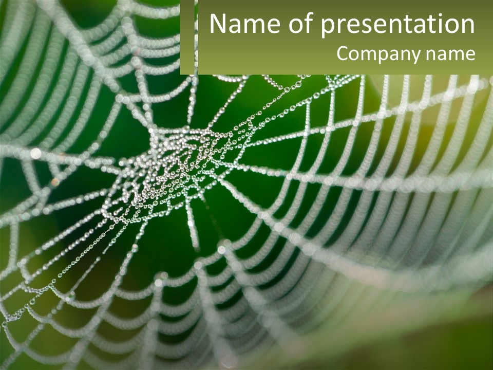 A Spider Web With Dew Drops On It PowerPoint Template