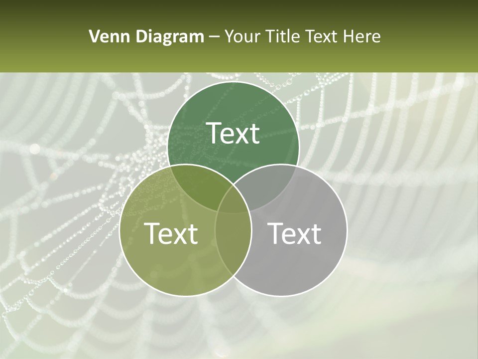 A Spider Web With Dew Drops On It PowerPoint Template