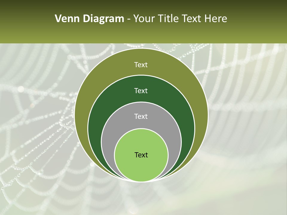 A Spider Web With Dew Drops On It PowerPoint Template