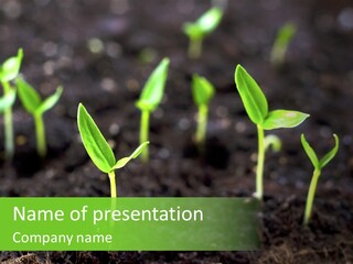 A Group Of Small Green Plants Growing In Dirt PowerPoint Template