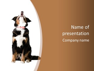 A Black And White Dog Sitting On A Brown And White Background PowerPoint Template