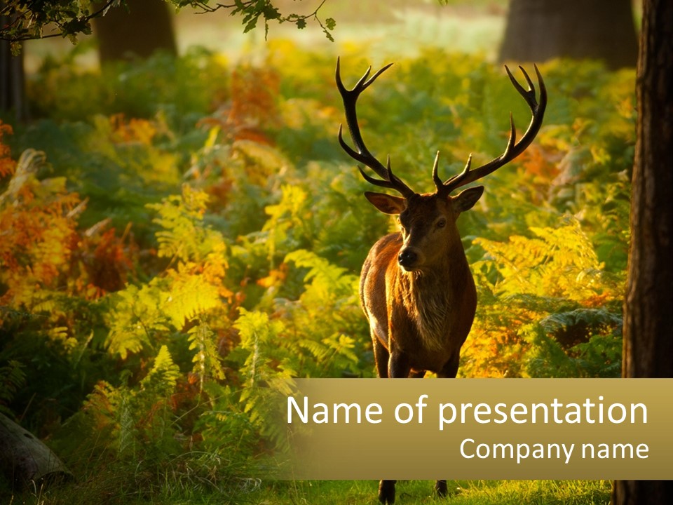 A Deer Standing In The Middle Of A Forest PowerPoint Template