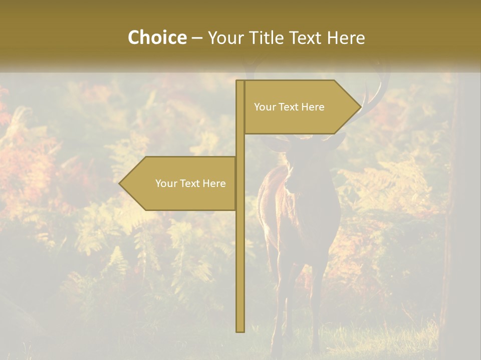 A Deer Standing In The Middle Of A Forest PowerPoint Template