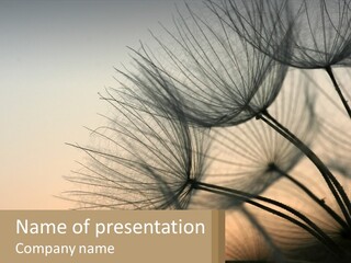 A Dandelion Powerpoint Presentation Is Shown PowerPoint Template