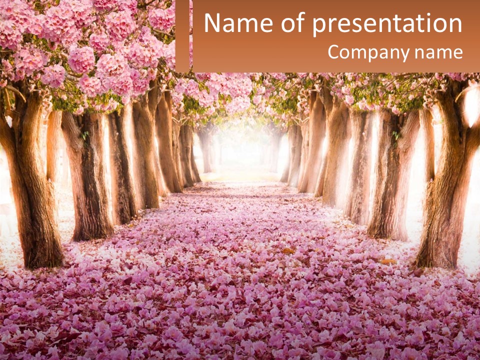 A Beautiful Pink Flowered Path With Trees In The Background PowerPoint Template