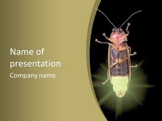 A Bug With A Light Shining On It's Back PowerPoint Template