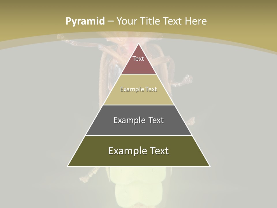 A Bug With A Light Shining On It's Back PowerPoint Template