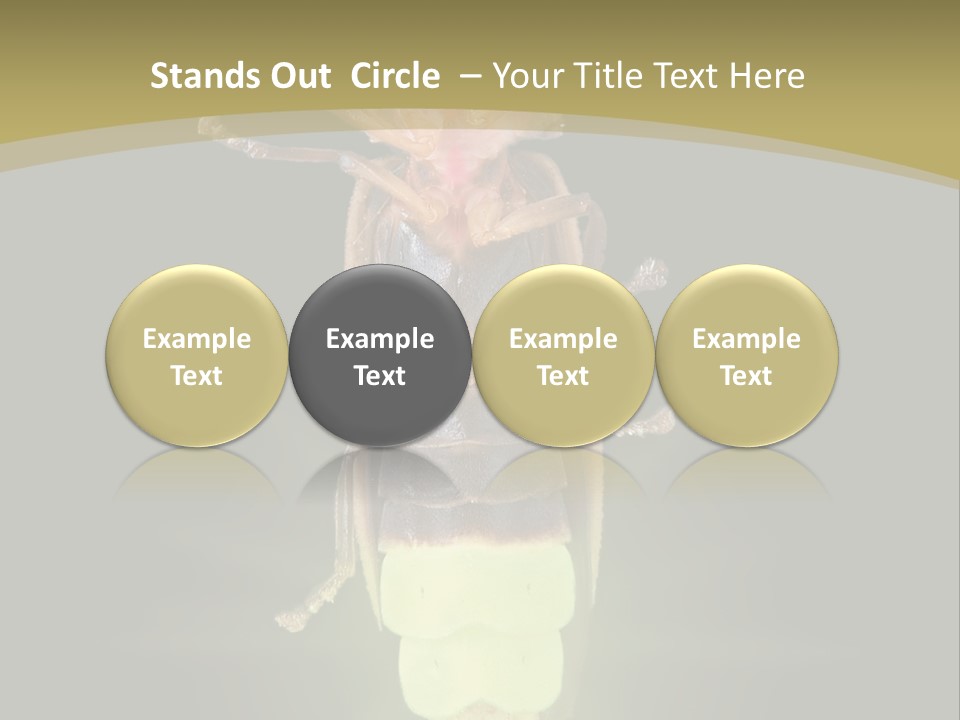 A Bug With A Light Shining On It's Back PowerPoint Template