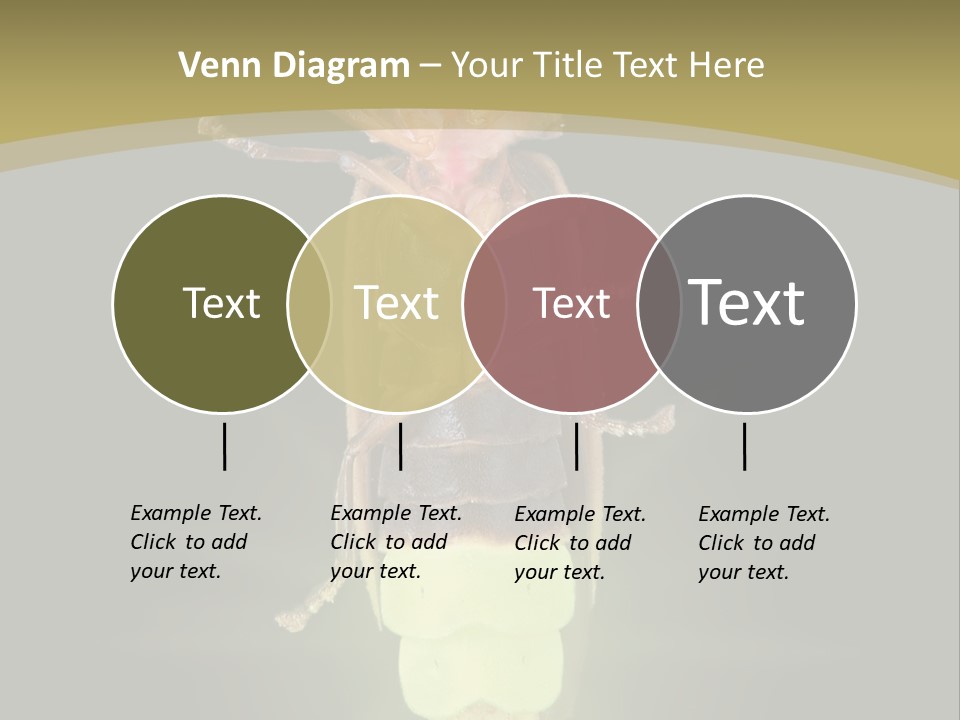 A Bug With A Light Shining On It's Back PowerPoint Template