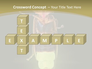 A Bug With A Light Shining On It's Back PowerPoint Template