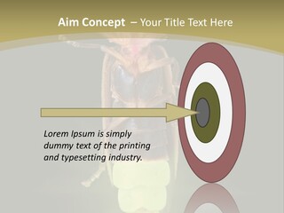 A Bug With A Light Shining On It's Back PowerPoint Template