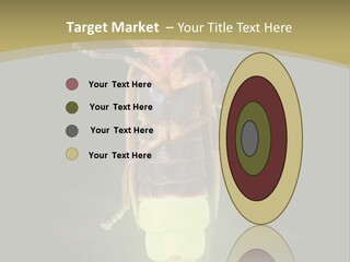 A Bug With A Light Shining On It's Back PowerPoint Template