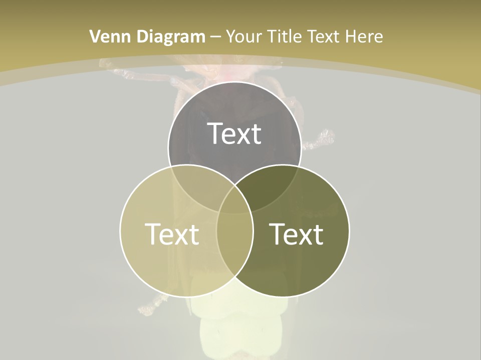 A Bug With A Light Shining On It's Back PowerPoint Template