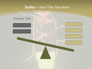 A Bug With A Light Shining On It's Back PowerPoint Template