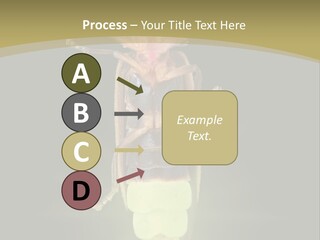 A Bug With A Light Shining On It's Back PowerPoint Template