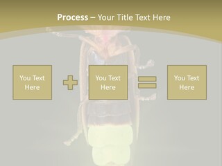 A Bug With A Light Shining On It's Back PowerPoint Template