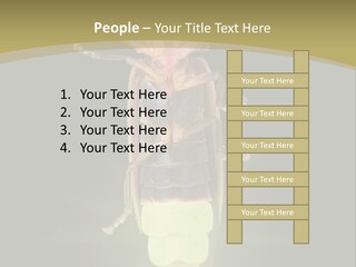 A Bug With A Light Shining On It's Back PowerPoint Template