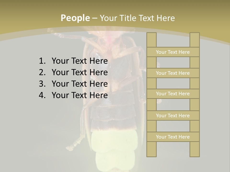 A Bug With A Light Shining On It's Back PowerPoint Template