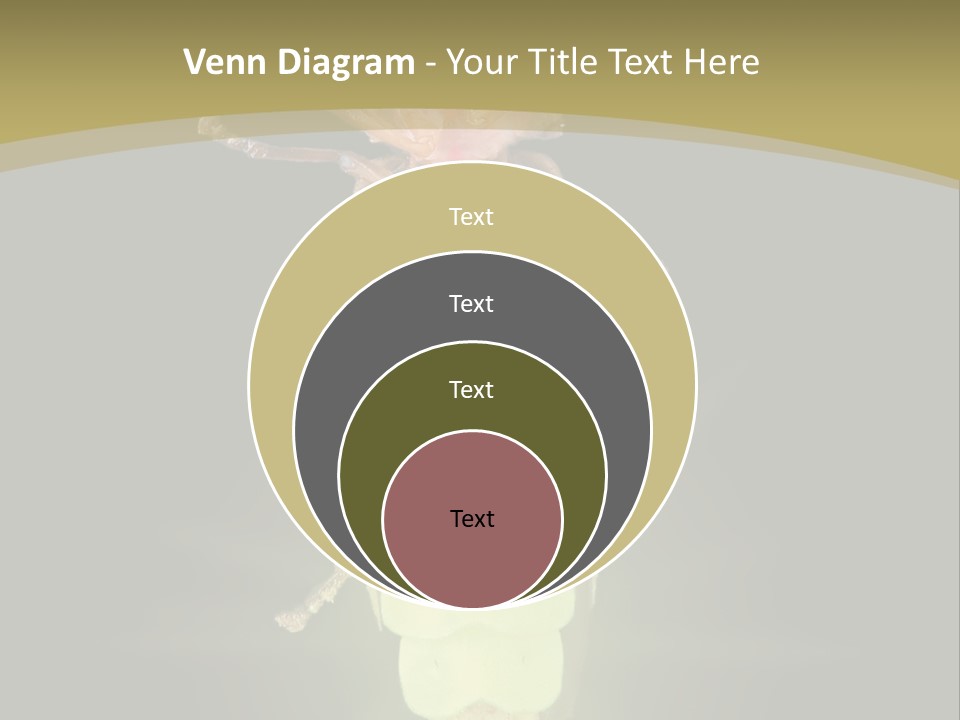A Bug With A Light Shining On It's Back PowerPoint Template