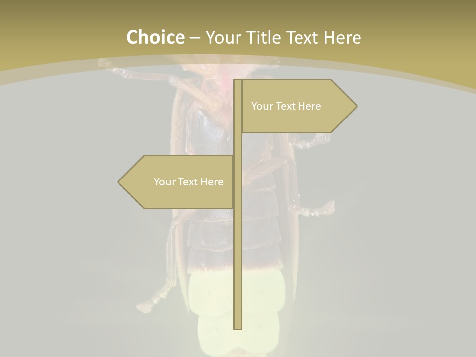 A Bug With A Light Shining On It's Back PowerPoint Template