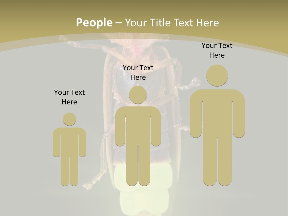 A Bug With A Light Shining On It's Back PowerPoint Template