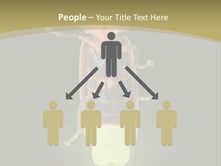 A Bug With A Light Shining On It's Back PowerPoint Template