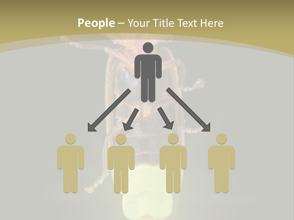 A Bug With A Light Shining On It's Back PowerPoint Template