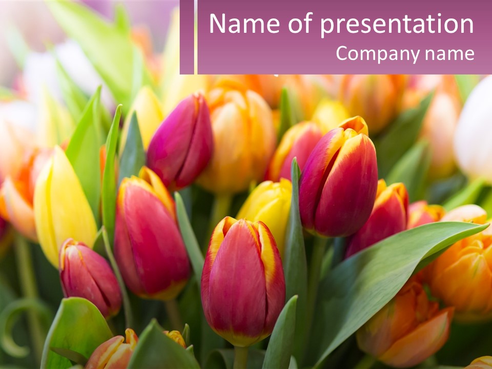A Bunch Of Colorful Tulips Are In A Vase PowerPoint Template