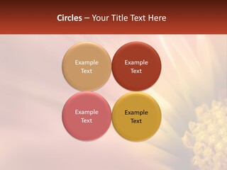 A Close Up Of A Flower With A Red Background PowerPoint Template