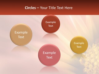 A Close Up Of A Flower With A Red Background PowerPoint Template