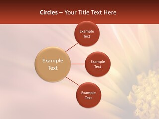 A Close Up Of A Flower With A Red Background PowerPoint Template