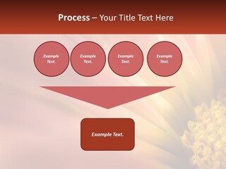A Close Up Of A Flower With A Red Background PowerPoint Template
