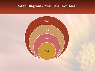 A Close Up Of A Flower With A Red Background PowerPoint Template