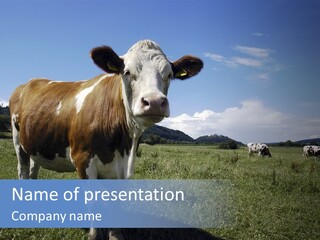 A Brown And White Cow Standing On Top Of A Lush Green Field PowerPoint Template