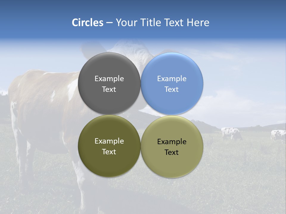 A Brown And White Cow Standing On Top Of A Lush Green Field PowerPoint Template