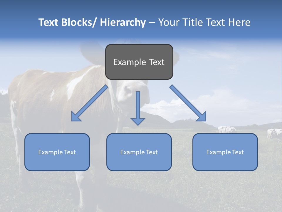 A Brown And White Cow Standing On Top Of A Lush Green Field PowerPoint Template