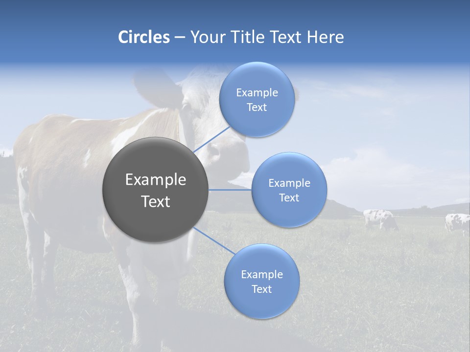 A Brown And White Cow Standing On Top Of A Lush Green Field PowerPoint Template