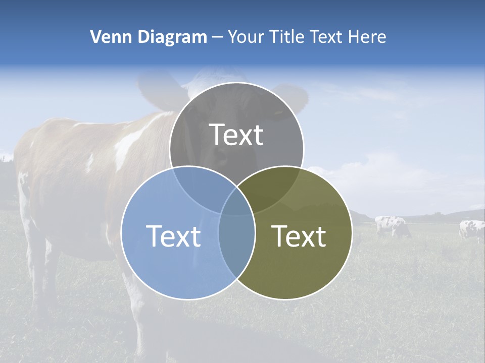 A Brown And White Cow Standing On Top Of A Lush Green Field PowerPoint Template