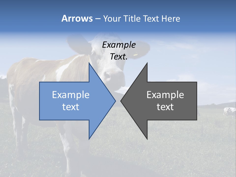 A Brown And White Cow Standing On Top Of A Lush Green Field PowerPoint Template
