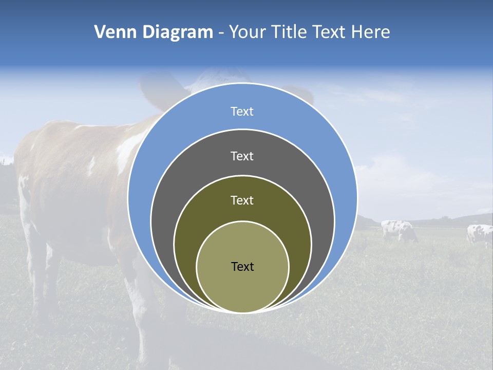 A Brown And White Cow Standing On Top Of A Lush Green Field PowerPoint Template