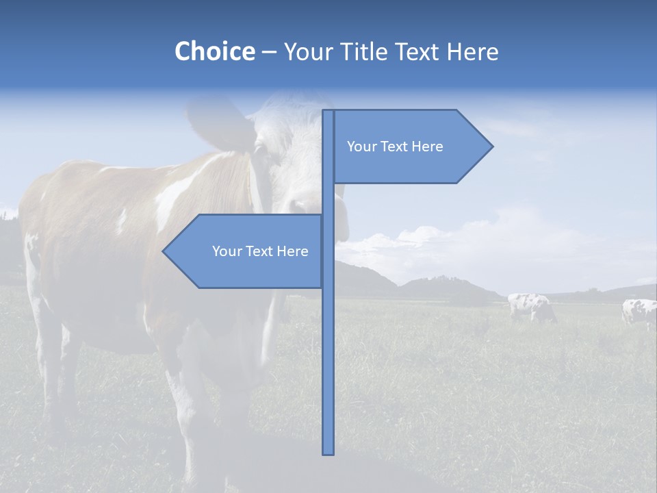 A Brown And White Cow Standing On Top Of A Lush Green Field PowerPoint Template