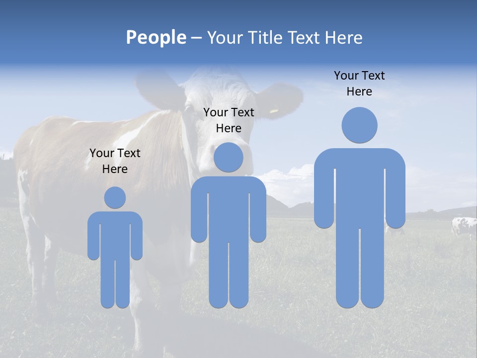 A Brown And White Cow Standing On Top Of A Lush Green Field PowerPoint Template