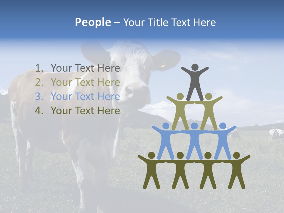 A Brown And White Cow Standing On Top Of A Lush Green Field PowerPoint Template